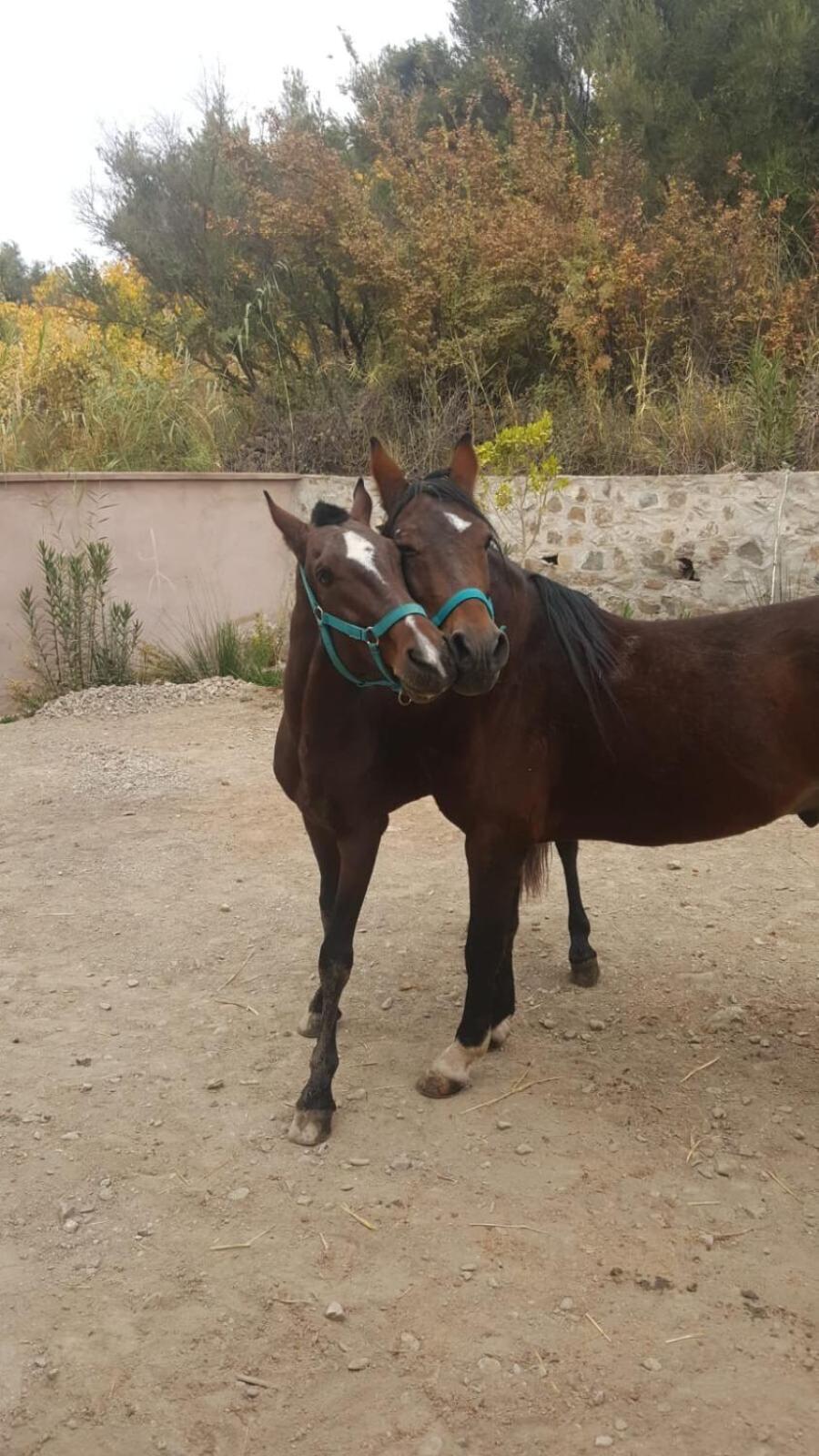 La Fattoria Séjour à la ferme